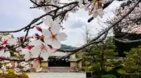 隨心院(随心院)の御朱印
