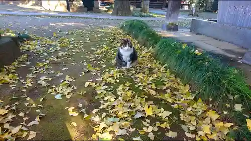 普光明寺の動物
