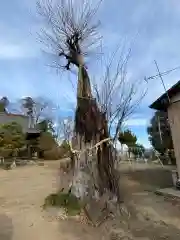 八甫鷲宮神社の庭園