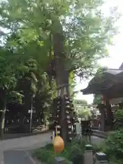 素盞雄神社の自然