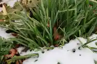 高司神社〜むすびの神の鎮まる社〜の自然