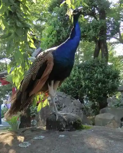 楽法寺（雨引観音）の動物