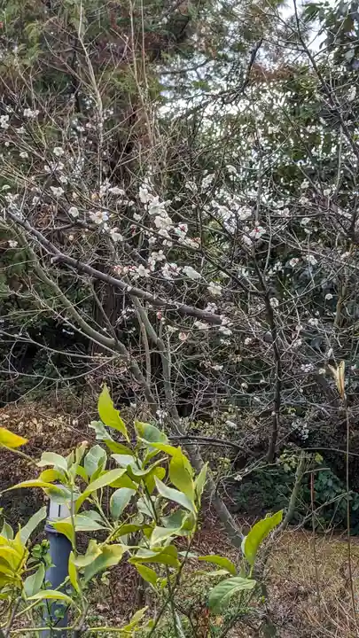 勝林寺(京都府)