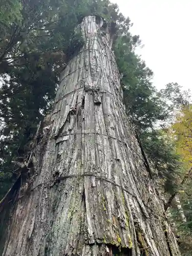 日光東照宮の自然