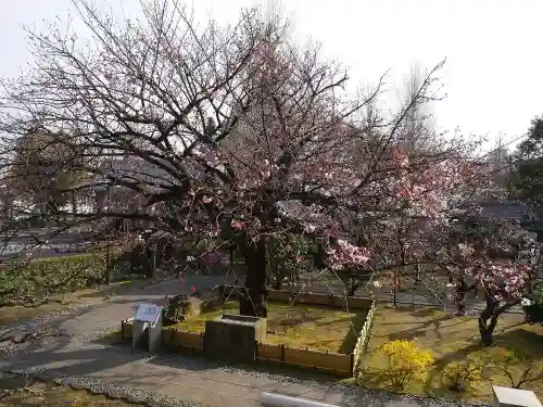 輪王寺両大師堂(寛永寺輪王殿)の自然
