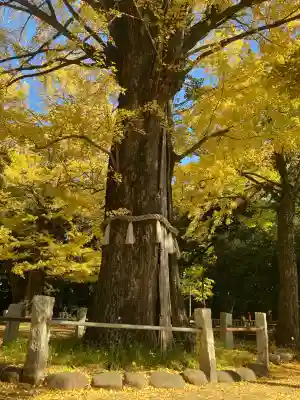 赤坂氷川神社(東京都)