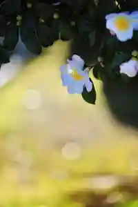 浄土寺(兵庫県)(2024年12月04日(水) 06時46分37秒投稿)