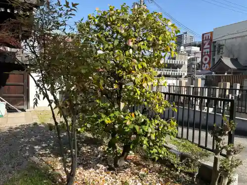 専念寺の{uncategorized: "未分類", other: "その他", undefined: "問題あり", building: "その他建物", grave: "お墓", sacred_gate: "鳥居", guardian: "狛犬", statue: "像", buddha: "仏像", history: "歴史", nature: "自然", garden: "庭園", animal: "動物", pagoda: "塔", temizu: "手水舎", mountain_gate: "山門・神門", sanctuary: "本殿・本堂", subordinate: "末社・摂社", art: "芸術", scenery: "景色", jizo: "地蔵", ema: "絵馬", goshuin: "御朱印", omikuji: "おみくじ", items: "授与品その他", amulet: "お守り", goshuincho: "御朱印帳", eats: "食事", festival: "お祭り", votive_dance: "神楽", shichigosan: "七五三参", wedding: "結婚式", experience: "体験その他", initially: "初詣", around: "周辺", anti_infection: "感染症対策"}