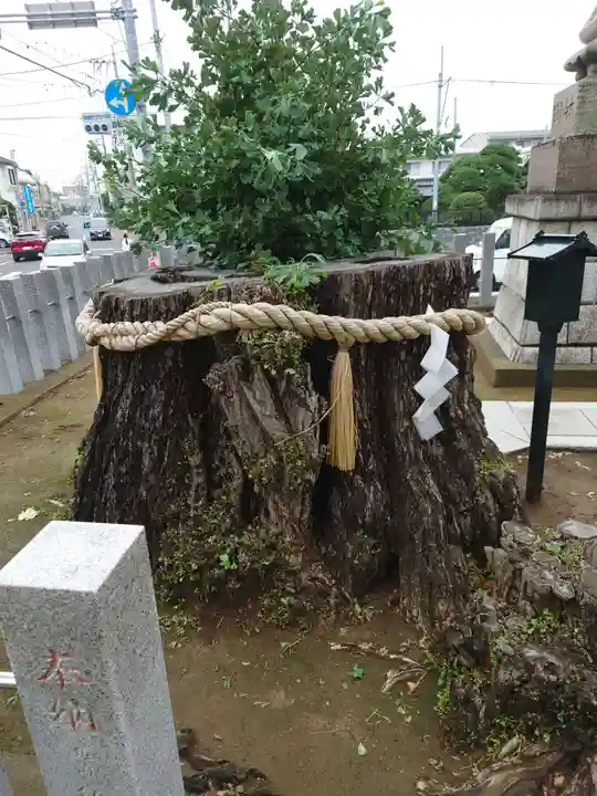 守谷総鎮守 八坂神社の自然