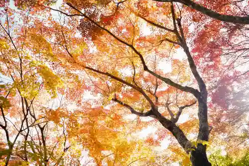 両足寺(山口県)