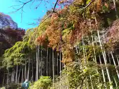 長壽寺（長寿寺）の自然