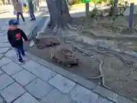 手向山八幡宮(奈良県)