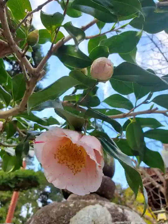 沙沙貴神社の自然