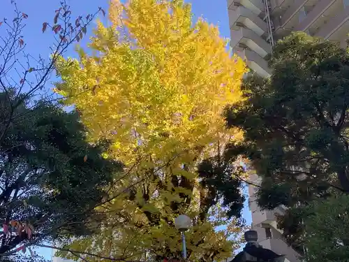 浅間神社の自然