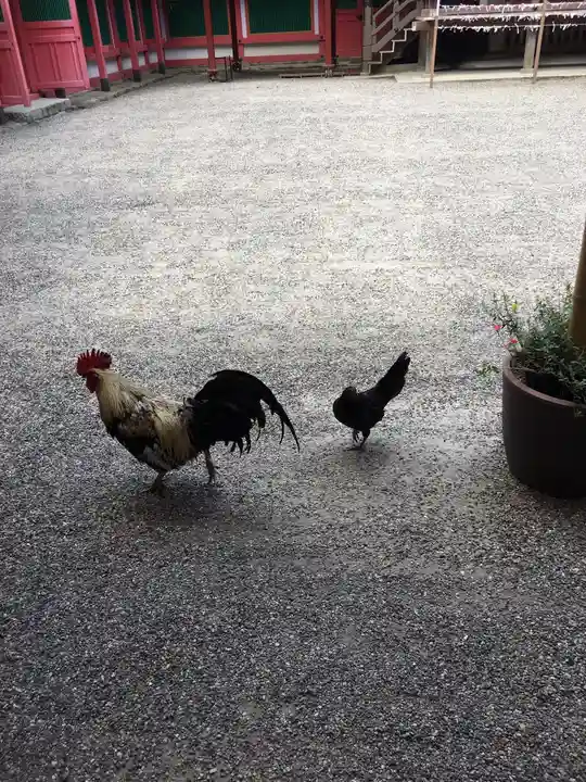 石上神宮の動物