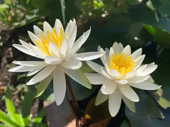 普門寺(切り絵御朱印発祥の寺)の自然