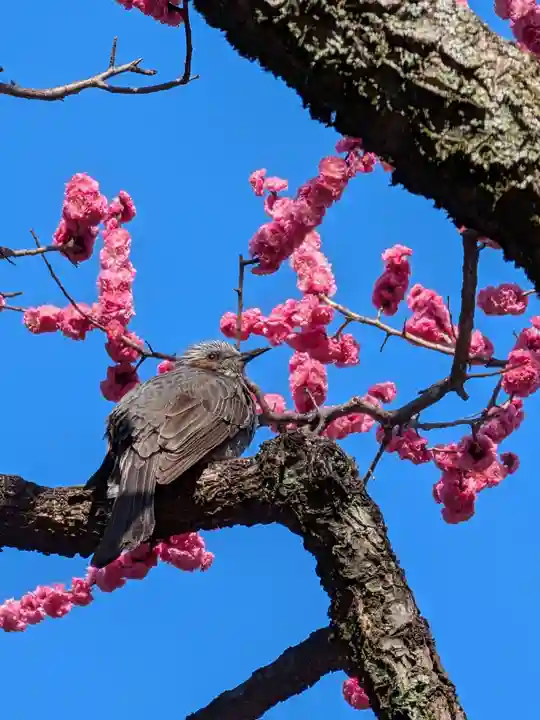 高円寺(東京都)