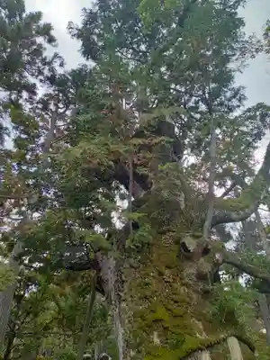 智恩寺(京都府)