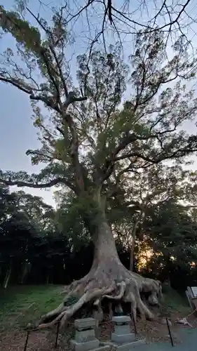 光岡八幡宮の自然