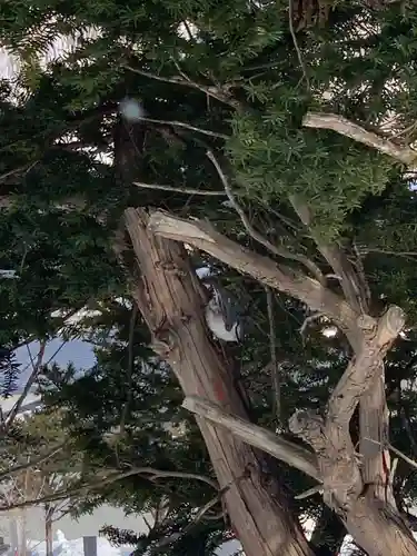 留辺蘂神社の動物
