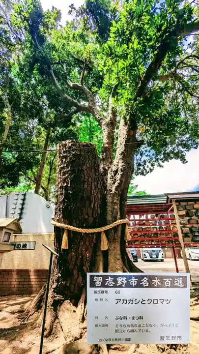 大宮・大原神社の自然