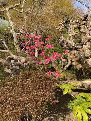 浄光明寺の自然