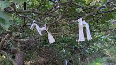 住吉神社のおみくじ
