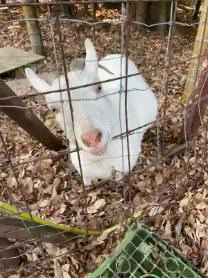 出雲大社相模分祠(神奈川県)