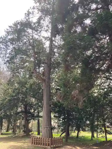 長沼神社の自然