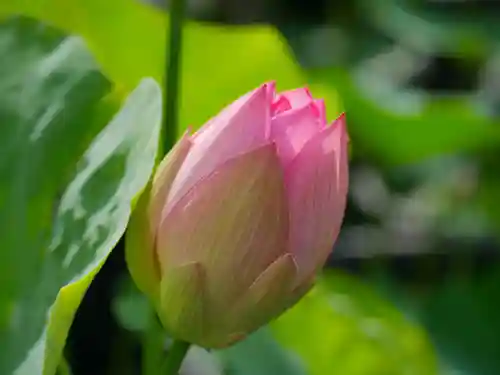 極楽山　浄土寺(北海道)