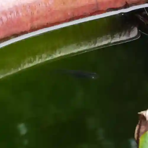 多比良温泉神社の動物