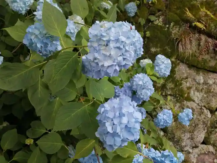 矢田寺(奈良県)