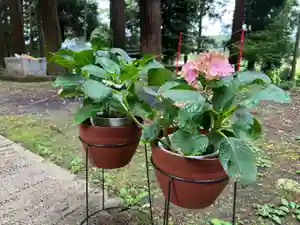 大宮温泉神社(栃木県)(2022年06月16日(木) 10時08分01秒投稿)