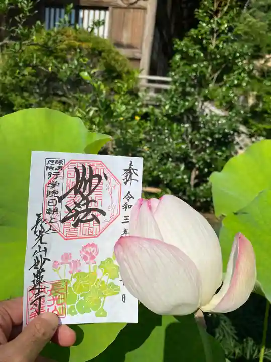 妙蓮寺の御朱印