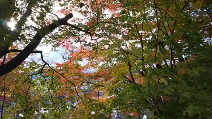出雲大神宮の自然
