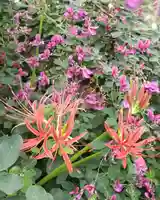 沙沙貴神社の自然