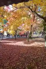 東福禅寺（東福寺）の景色