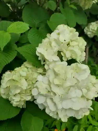 沙沙貴神社の自然