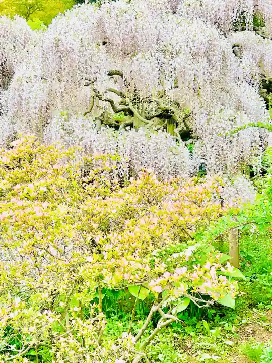 徳蔵寺の{uncategorized: "未分類", other: "その他", undefined: "問題あり", building: "その他建物", grave: "お墓", sacred_gate: "鳥居", guardian: "狛犬", statue: "像", buddha: "仏像", history: "歴史", nature: "自然", garden: "庭園", animal: "動物", pagoda: "塔", temizu: "手水舎", mountain_gate: "山門・神門", sanctuary: "本殿・本堂", subordinate: "末社・摂社", art: "芸術", scenery: "景色", jizo: "地蔵", ema: "絵馬", goshuin: "御朱印", omikuji: "おみくじ", items: "授与品その他", amulet: "お守り", goshuincho: "御朱印帳", eats: "食事", festival: "お祭り", votive_dance: "神楽", shichigosan: "七五三参", wedding: "結婚式", experience: "体験その他", initially: "初詣", around: "周辺", anti_infection: "感染症対策"}