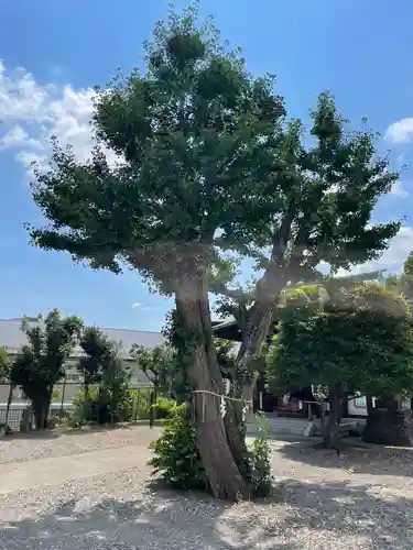 小日向神社の自然