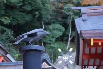 熊野那智大社(和歌山県)