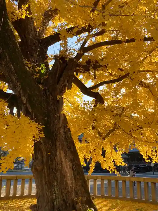 本願寺(西本願寺)の自然