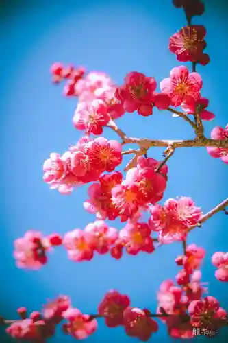 小國神社(静岡県)