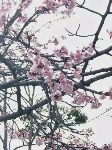 鶴岡八幡宮の{uncategorized: "未分類", other: "その他", undefined: "問題あり", building: "その他建物", grave: "お墓", sacred_gate: "鳥居", guardian: "狛犬", statue: "像", buddha: "仏像", history: "歴史", nature: "自然", garden: "庭園", animal: "動物", pagoda: "塔", temizu: "手水舎", mountain_gate: "山門・神門", sanctuary: "本殿・本堂", subordinate: "末社・摂社", art: "芸術", scenery: "景色", jizo: "地蔵", ema: "絵馬", goshuin: "御朱印", omikuji: "おみくじ", items: "授与品その他", amulet: "お守り", goshuincho: "御朱印帳", eats: "食事", festival: "お祭り", votive_dance: "神楽", shichigosan: "七五三参", wedding: "結婚式", experience: "体験その他", initially: "初詣", around: "周辺", anti_infection: "感染症対策"}