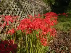 桜井寺（櫻井寺）の自然