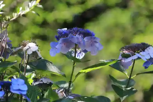 帳附神社の自然