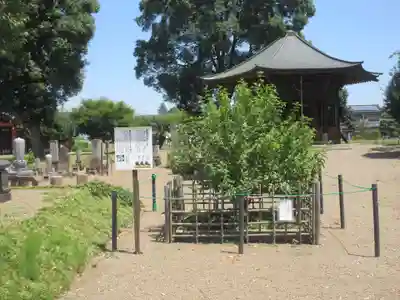 下野薬師寺 (旧 安國寺)(栃木県)