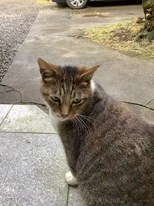 玉野御嶽神社の動物