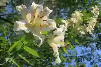 鹿島大神宮の自然