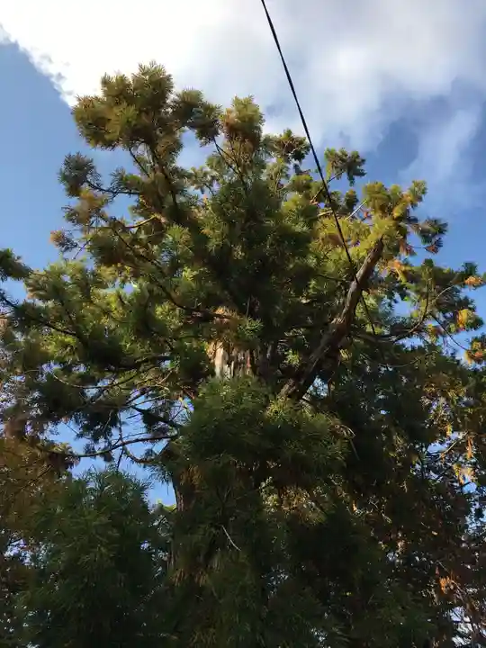 杵衝神社の自然
